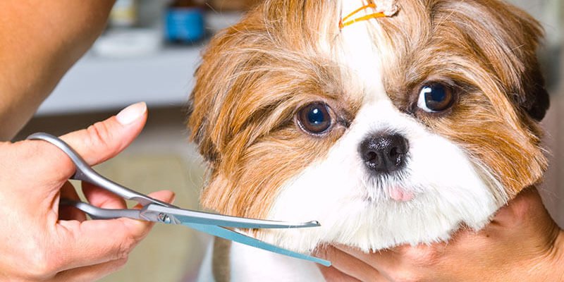 service-page-images-grooming service-page-images-grooming
