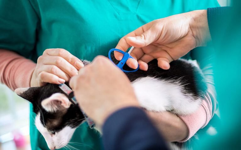 Our Skin Care Advice For Your Pet!