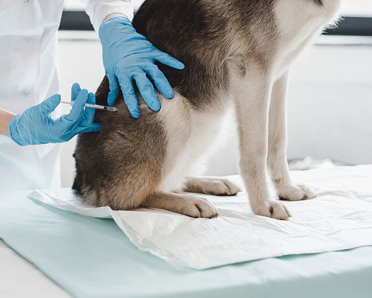 service-page-images-pet-vaccination