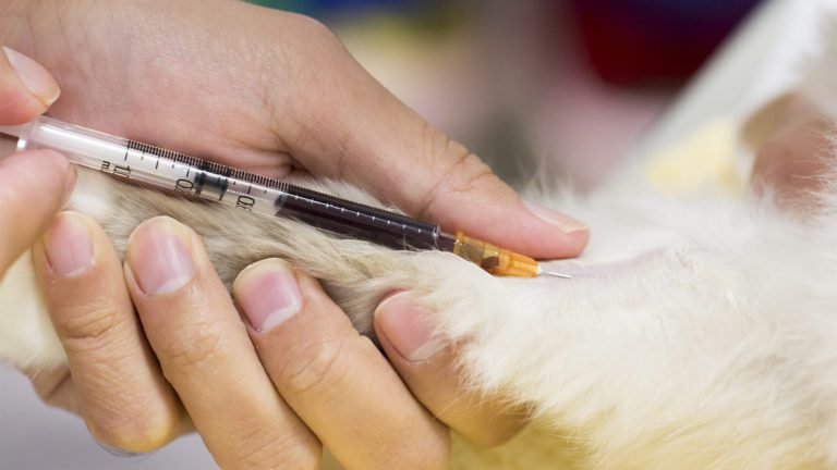 Blood Tests For Pets