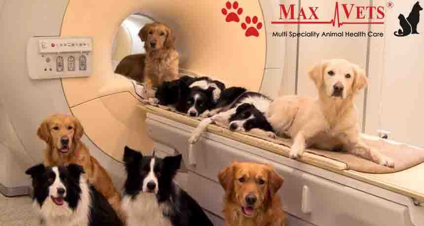 CT Scans for Pets: Everything You Need to Know - Max Vets