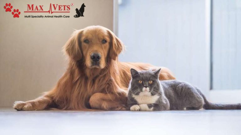 How to Choose The Right Breed of Pet For Your Family
