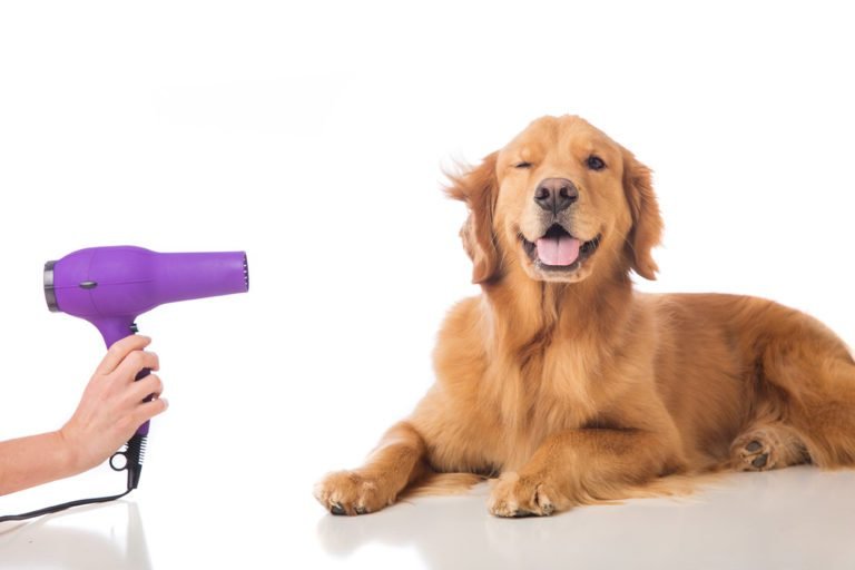 Why should you take your dog to a grooming salon in Delhi?