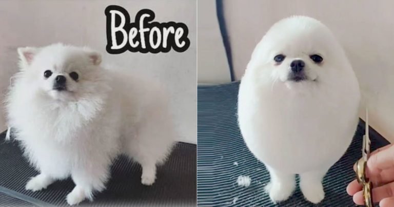 Pet Grooming Services Delhi