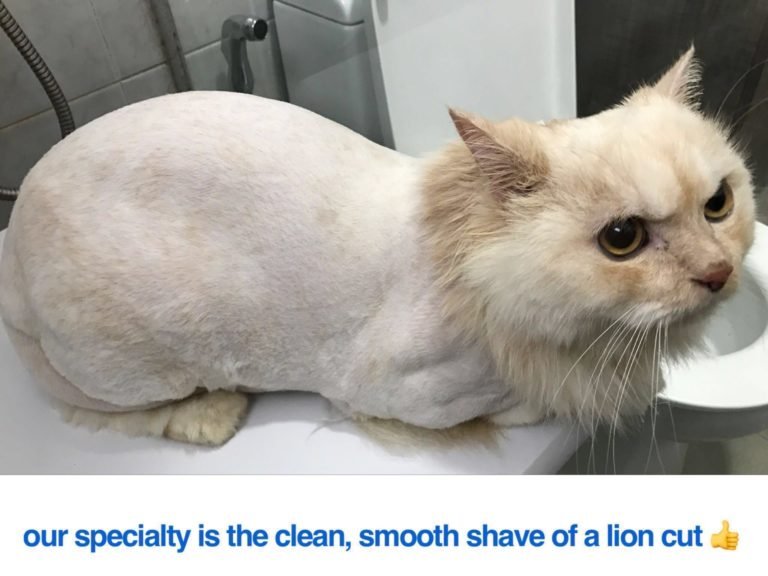 Pet Grooming Services in Delhi