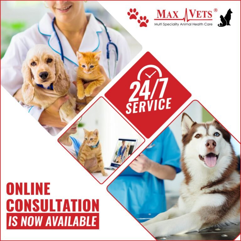 Why Do We Need An Online Consultant For Our Pet!