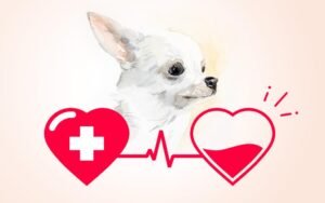 Blood Groups and Blood Transfusions