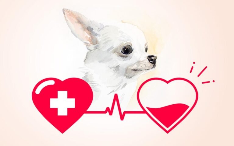 Blood Groups and Blood Transfusions
