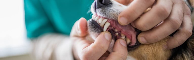 Five Major Facts You Should Be Aware Of Your Canine Dental Care!