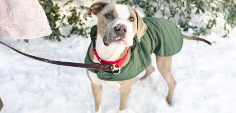 pet care during the winter