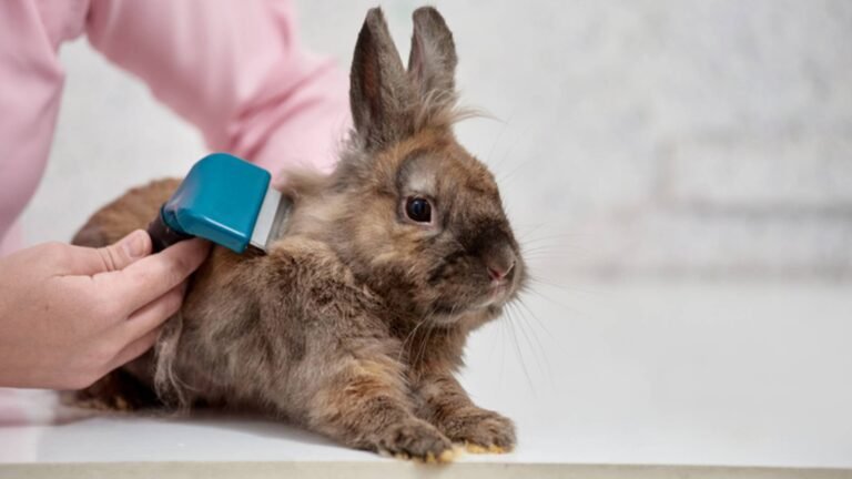 Do you know why your rabbit is shedding?