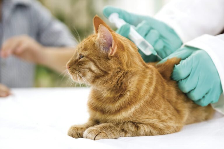 Cats and Dogs Vaccinations, how important are these?