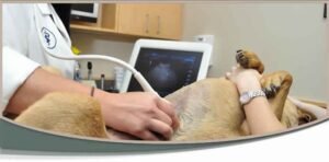 taking your pet for an ultasound in delhi