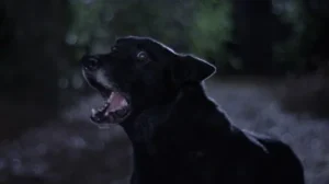 dogs bark at night