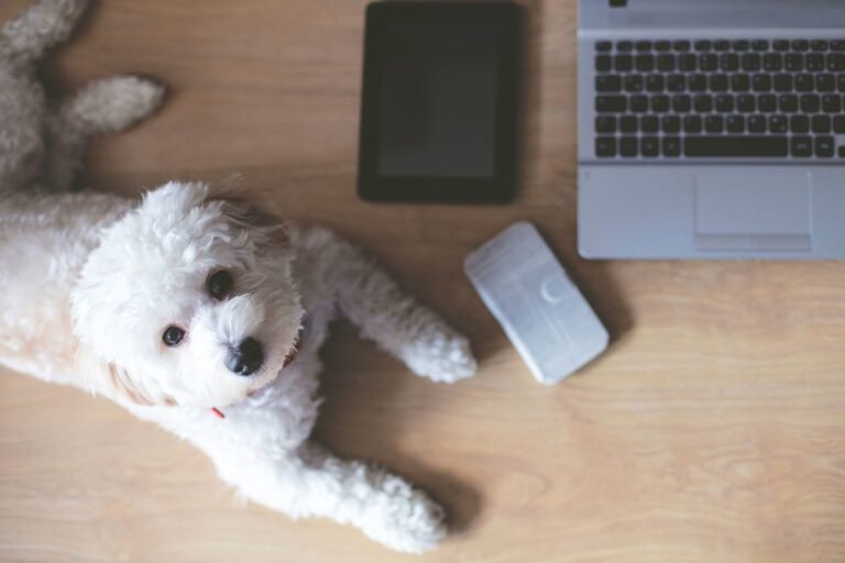 Online Dog Training
