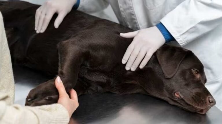 What should you do to save your pets from heat stroke in north India in the summer of 2023?